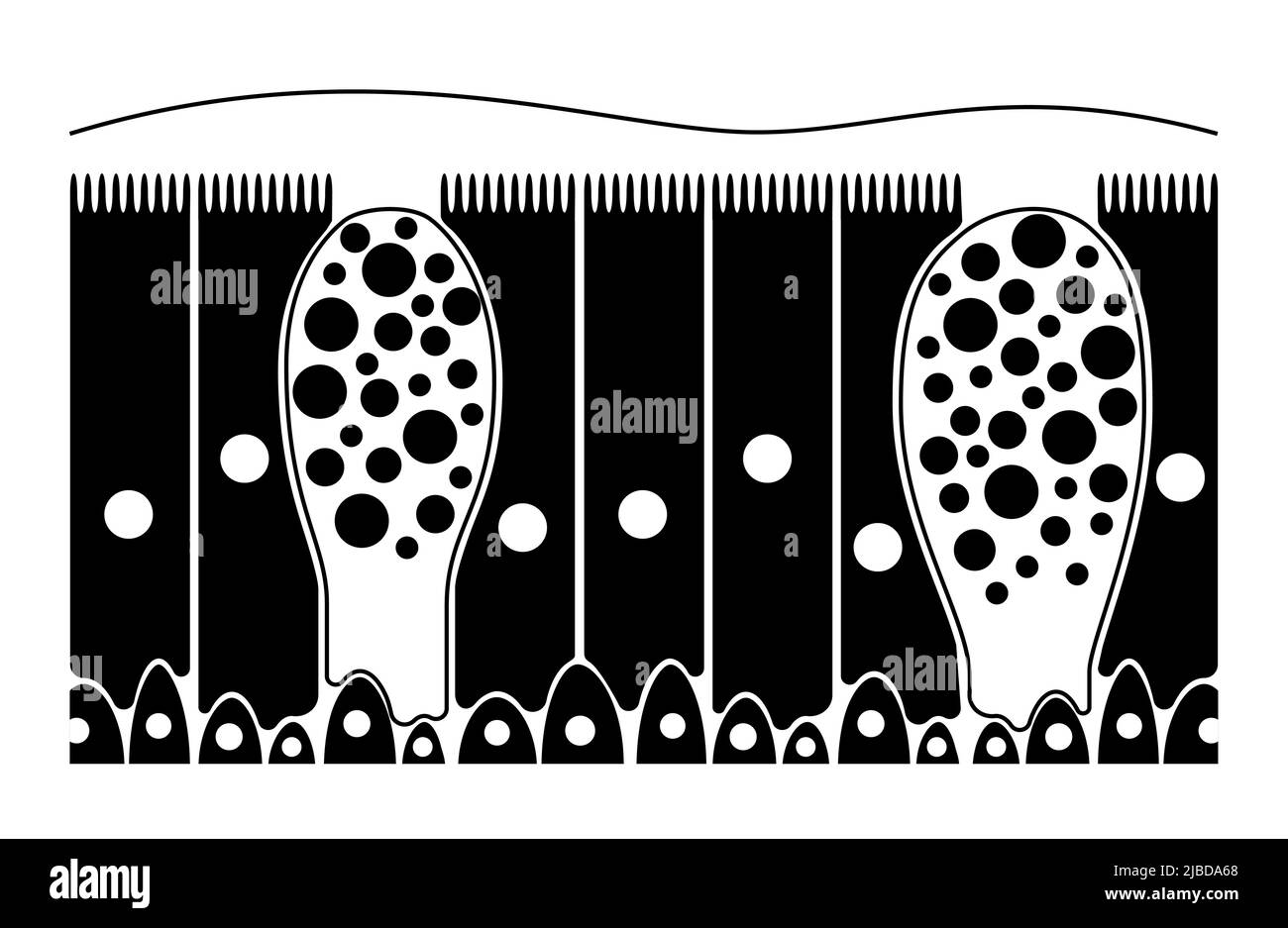 Nasenepithel, Illustration Stockfoto