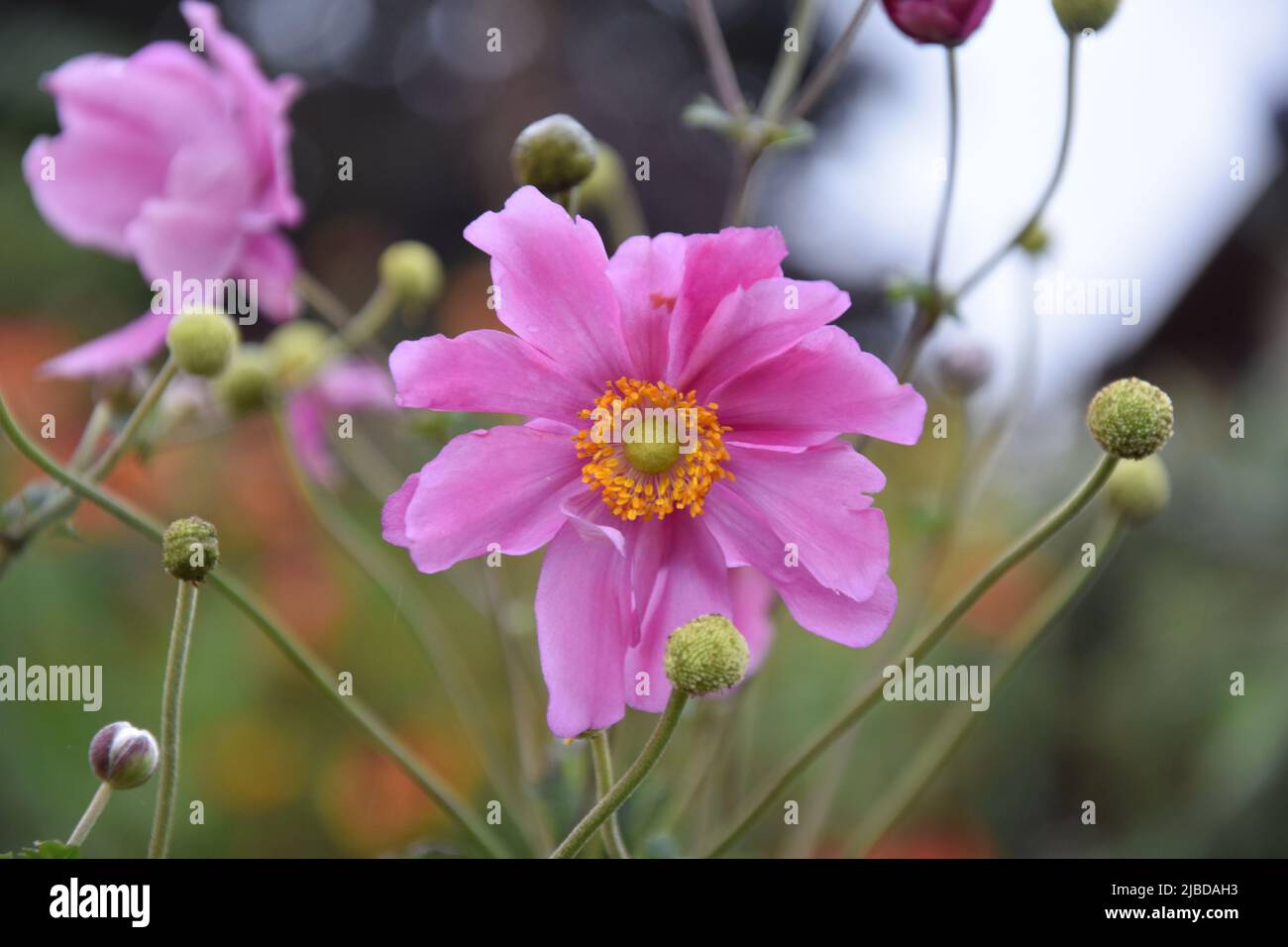 Anemone Hupehensis Var Japonica Prinz Heinrich Stockfoto