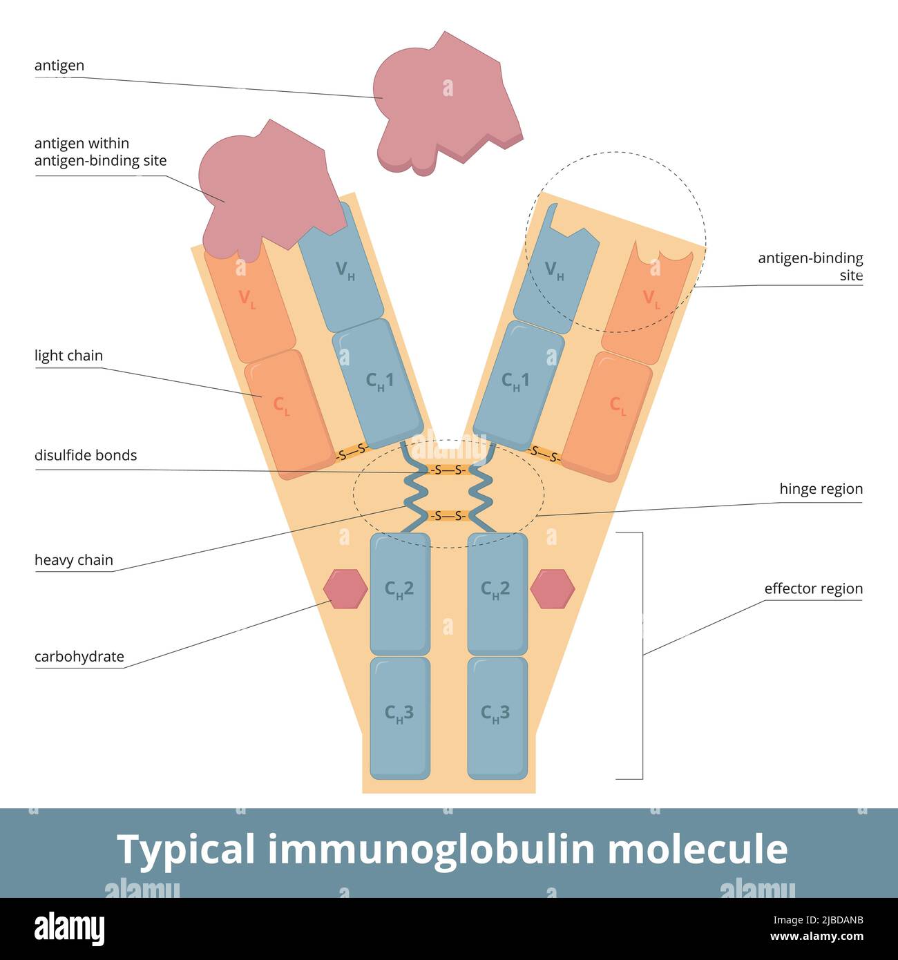 Die vierkettige Struktur eines Antikörpermoleküls. Y-förmiges Molekül (Antigen-Bindungsstelle) wird durch schwere und leichte Ketten gebildet Stock Vektor