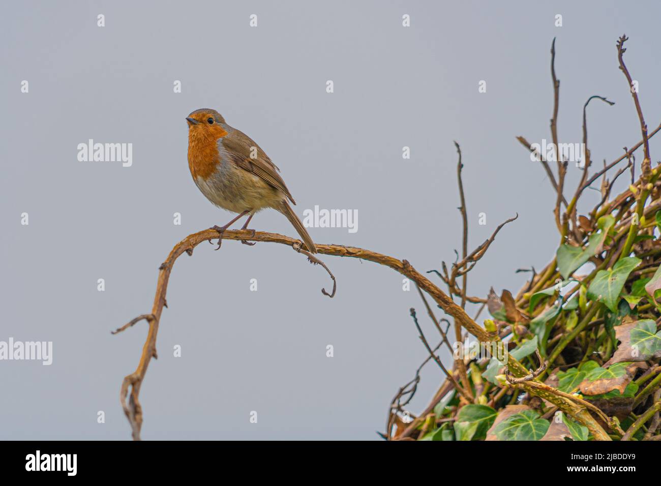 Single Robin durch Zweige weißen Himmel Stockfoto