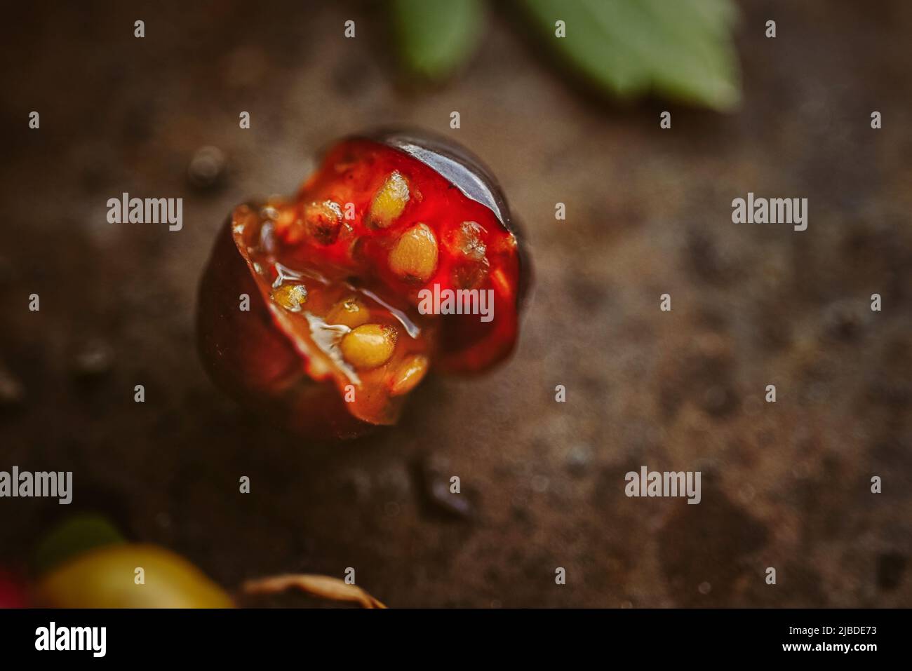 Rote Stachelbeere Burst von Reife, Makro. Eine reife Beere mit Riss auf Vintage-Hintergrund Stockfoto