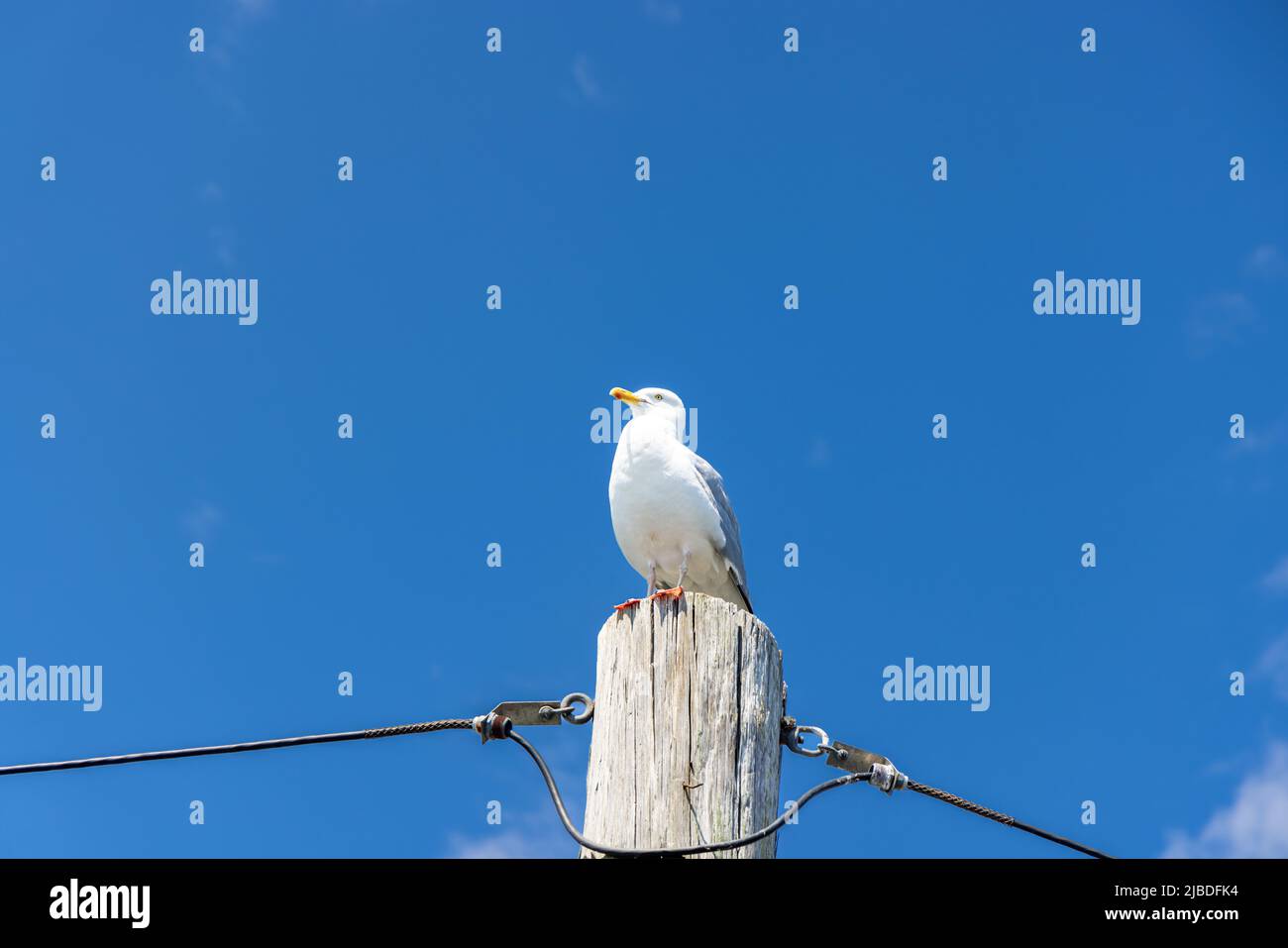 Möwe steht auf einem Pfosten gegen einen blauen Himmel Stockfoto