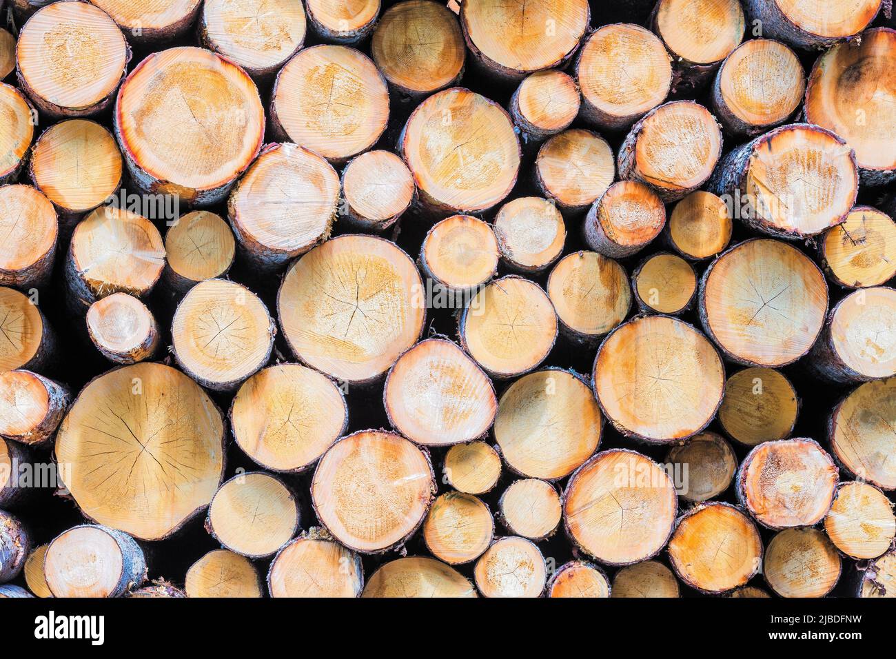 Stapel von Holzstämmen als Hintergrund - Textur Stockfoto