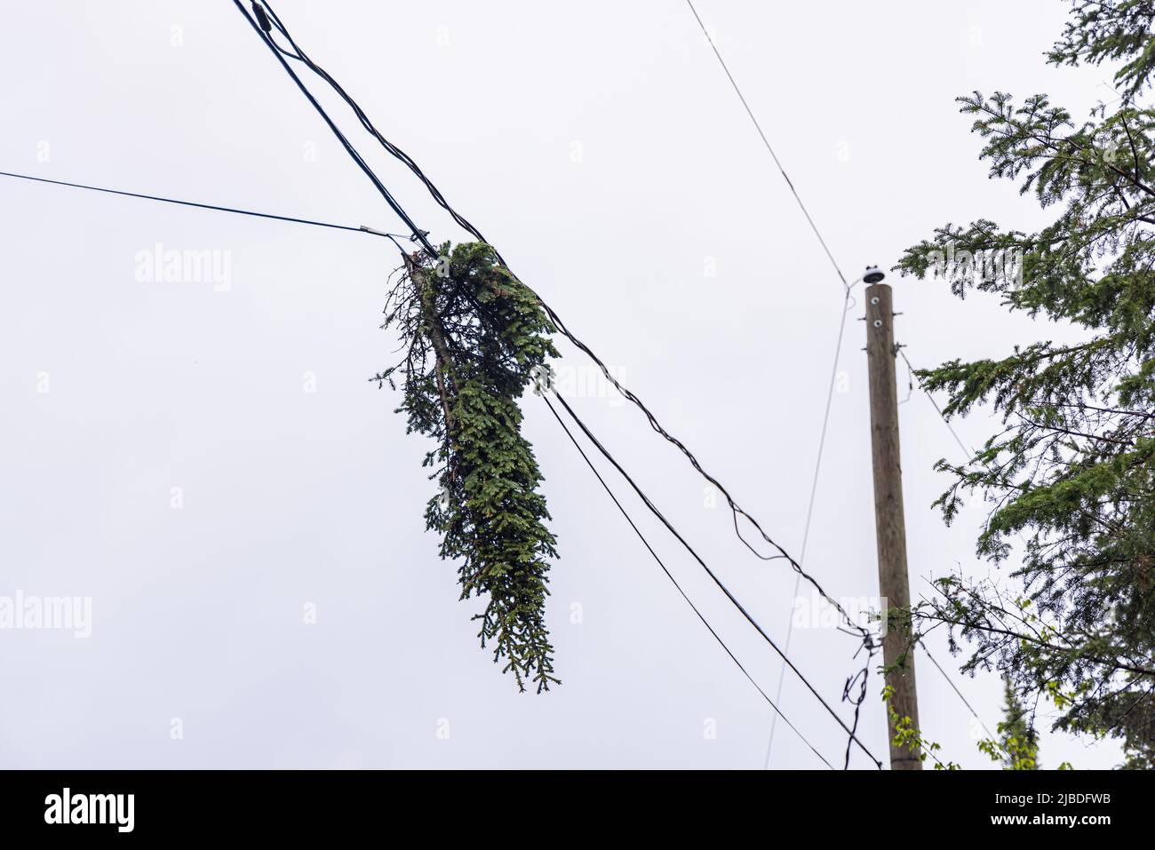 Blick aus der Nähe auf einen großen Kiefernzweig, der sich in den Oberleitungen verwickelt hat, nachdem ein starker Sturm die Stromversorgung im ländlichen Quebec, Kanada, unterbricht. Stockfoto