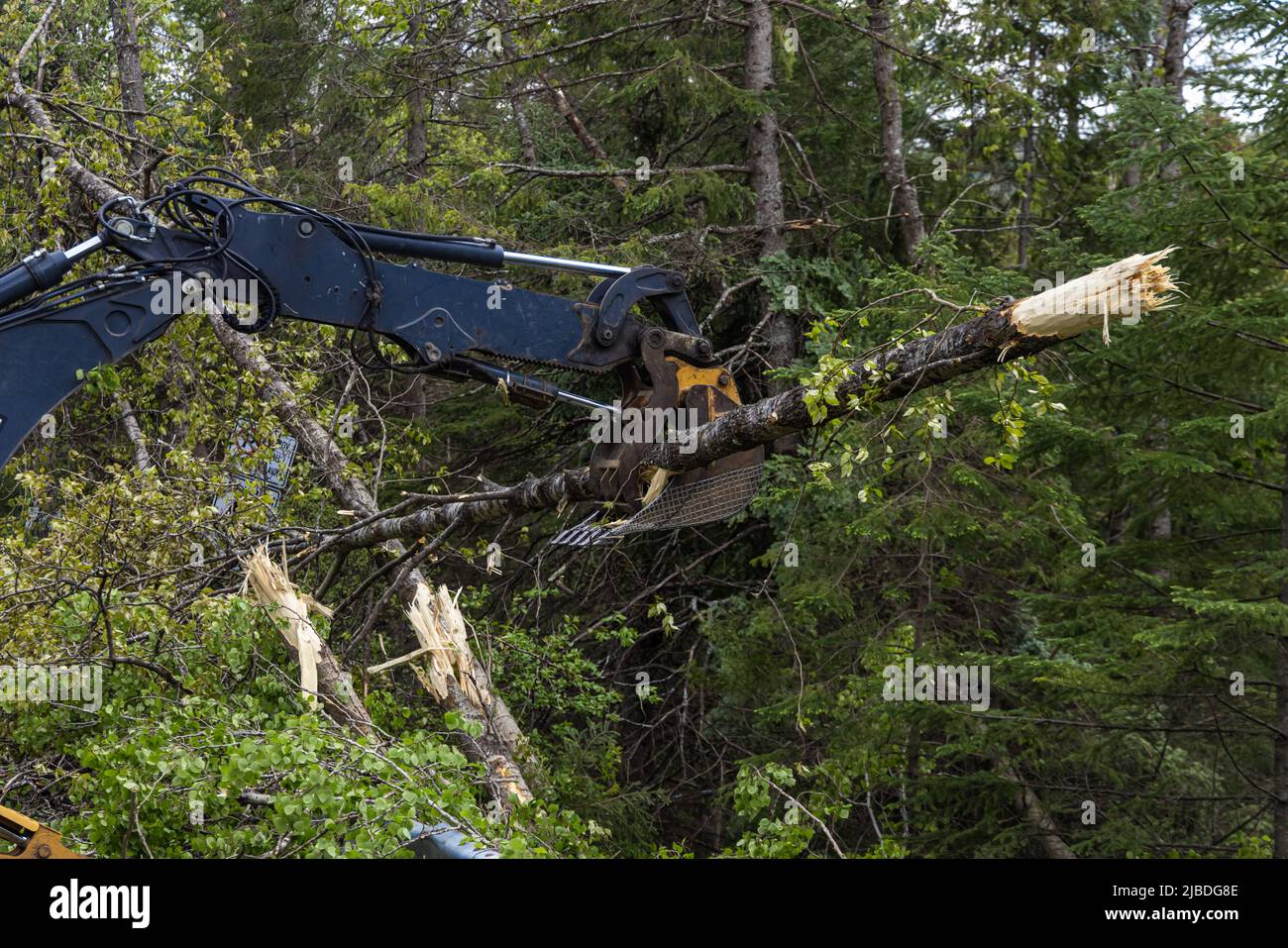 Ein Baggerboom wird von der Seite gesehen, die abgetrennte Bäume aus dem Wald entfernt. Aufräumarbeiten nach einem Sturm mit Sturmwind. Platz nach rechts kopieren. Stockfoto