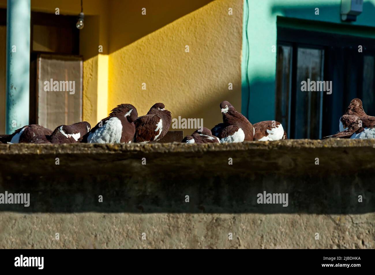 Braune Felstauben oder Tauben leben auf dem Balkon eines verlassenen Hauses, Katina Dorf, Sofia, Bulgarien Stockfoto