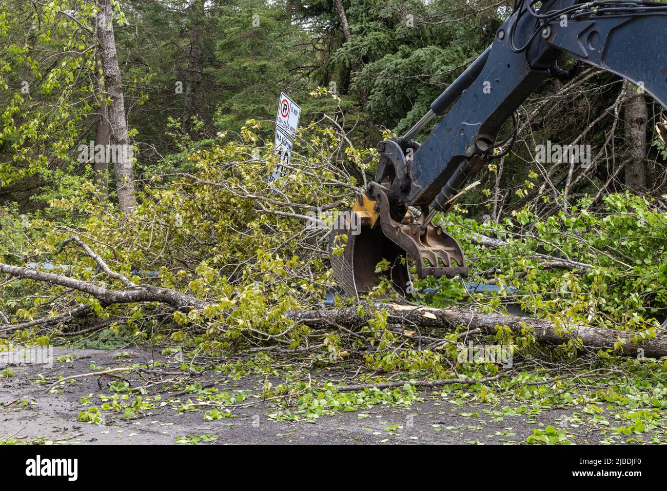 Der hydraulische Boom und die Zange eines Baggers werden gesehen, wie nach einem schweren Sturm Trümmer und entwurzelte Bäume von einer Autobahn geräumt werden. Platz nach links kopieren. Stockfoto