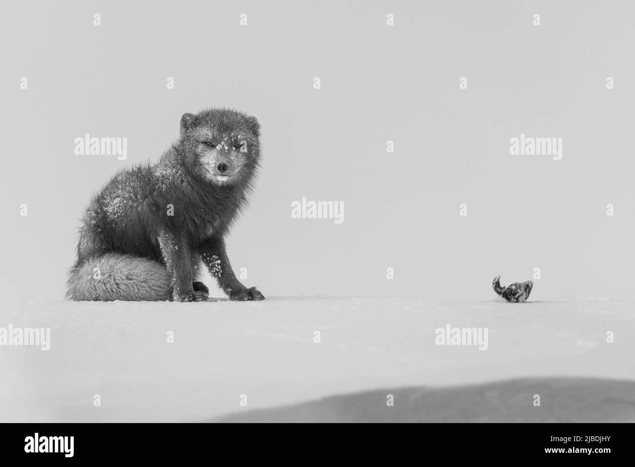 Arktischer Fuchs genießt den Schnee im Hornstrandir Nature Reserve, Island. Stockfoto