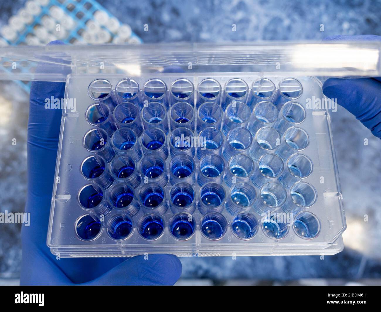 Nahaufnahme, leicht offene immunologische Tablette, in blauen Zellen verschiedene menschliche Antikörper, ein Test für die Aktivität des menschlichen Immunsystems. Stockfoto