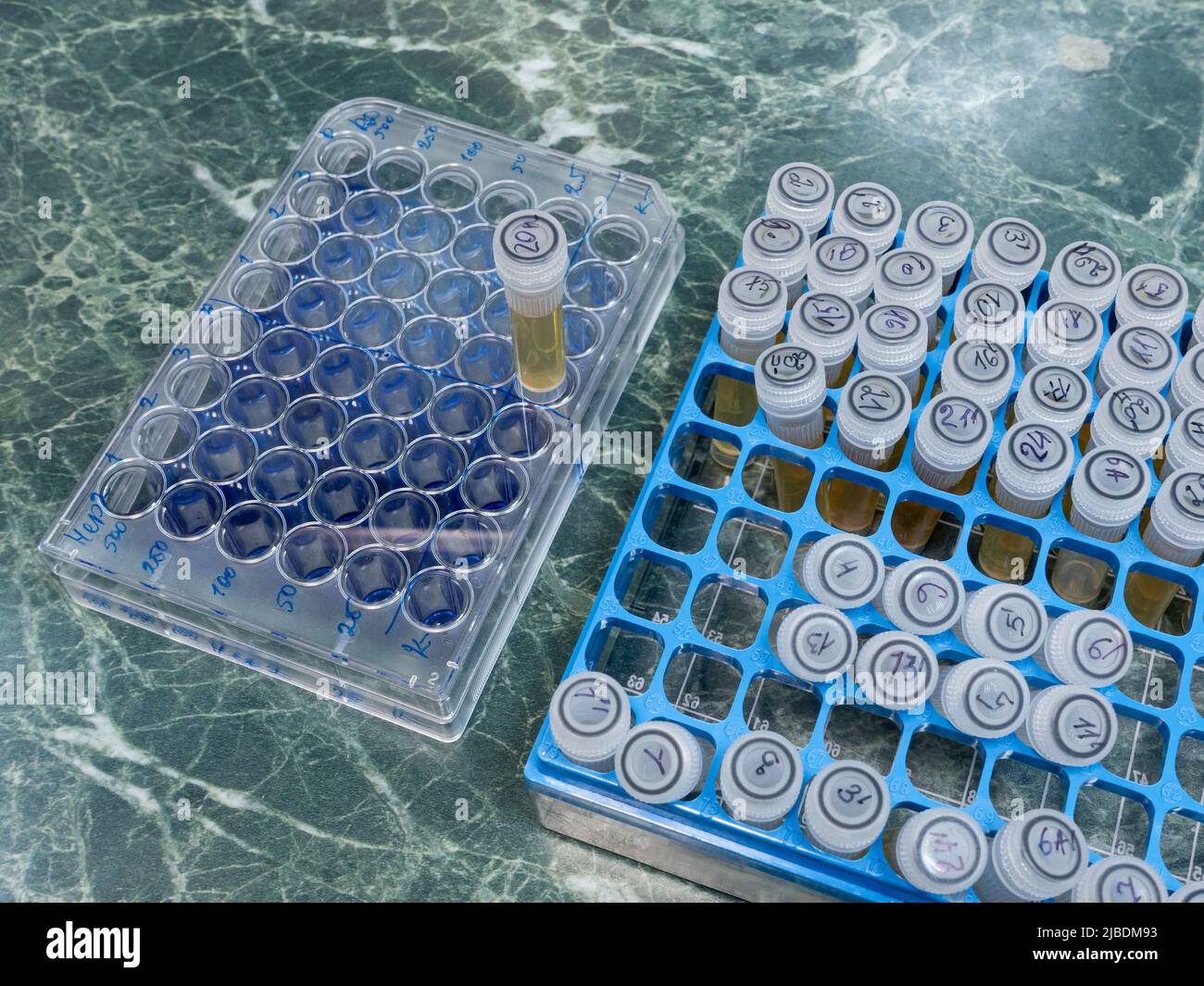 Auf dem Schreibtisch im Labor befindet sich ein Rack mit kleinen Reagenzgläsern mit Impfstoffen, daneben befindet sich eine immunologische Platte mit Zellen. Eine große Zahl Stockfoto