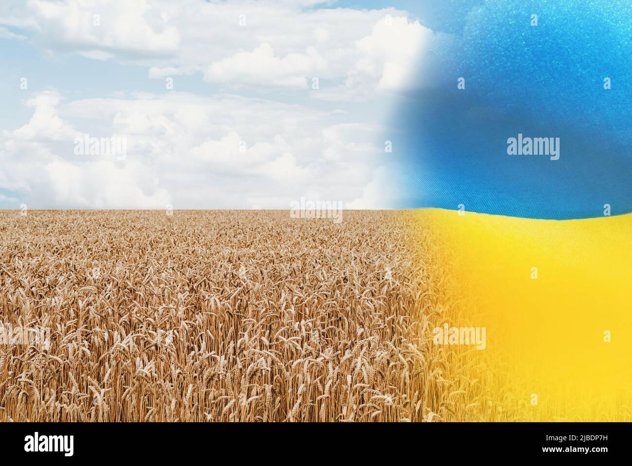 Weicher Fokus auf abstrakte patriotische ukrainische Flagge mit Feld goldener Weizenohren unter blauem Himmel. Weiße lose Wolken. Weizenlandwirtschaft der unabhängigen Ukraine. Tag Markieren. Doppelte Zusammensetzung Stockfoto