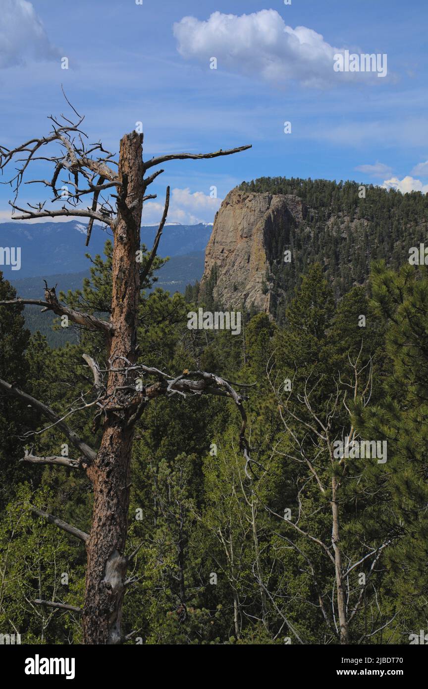 Blick auf Lion's Head mit Baum im Vordergrund Stockfoto