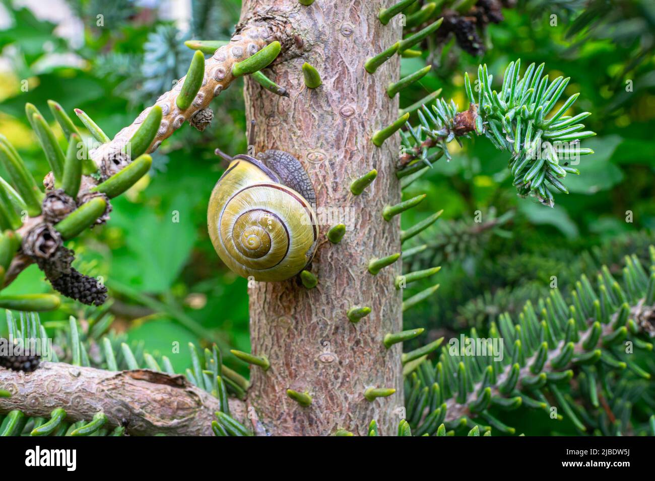 An einem nassen Frühlingstag kriecht eine Schnecke am Stamm einer Tanne entlang Stockfoto