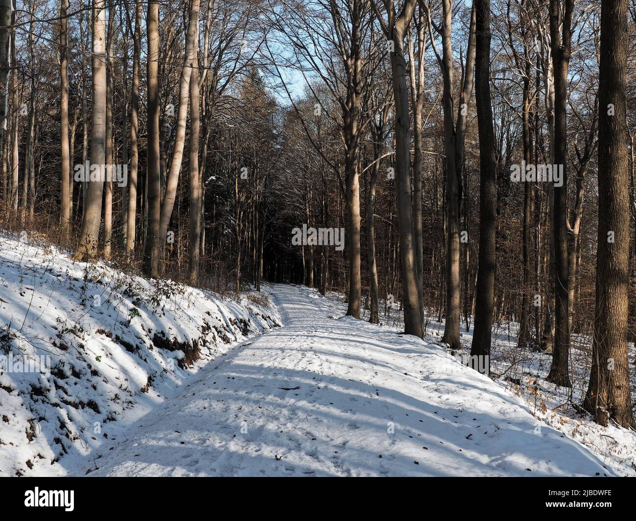 An einem sonnigen Wintertag werfen Laubbäume aus Laubwäldern lange Schatten über die Spuren auf einer leeren, schneebedeckten Straße. Stockfoto