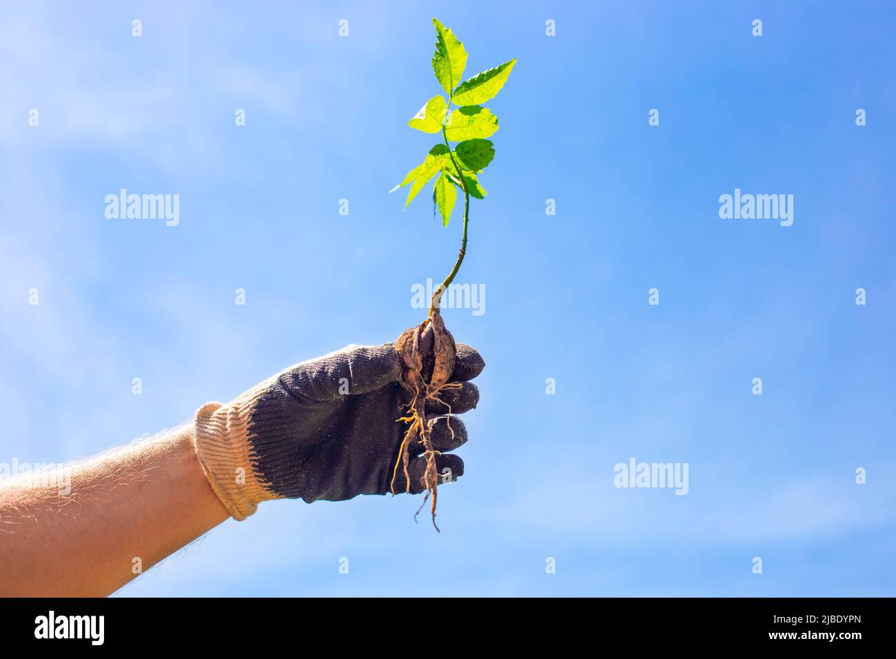 Ein aus der Schale gesprochenes Walnusssprossen wird von einem Mann gegen einen blauen Himmel gehalten. Konzept neues Leben in der Natur. Stockfoto