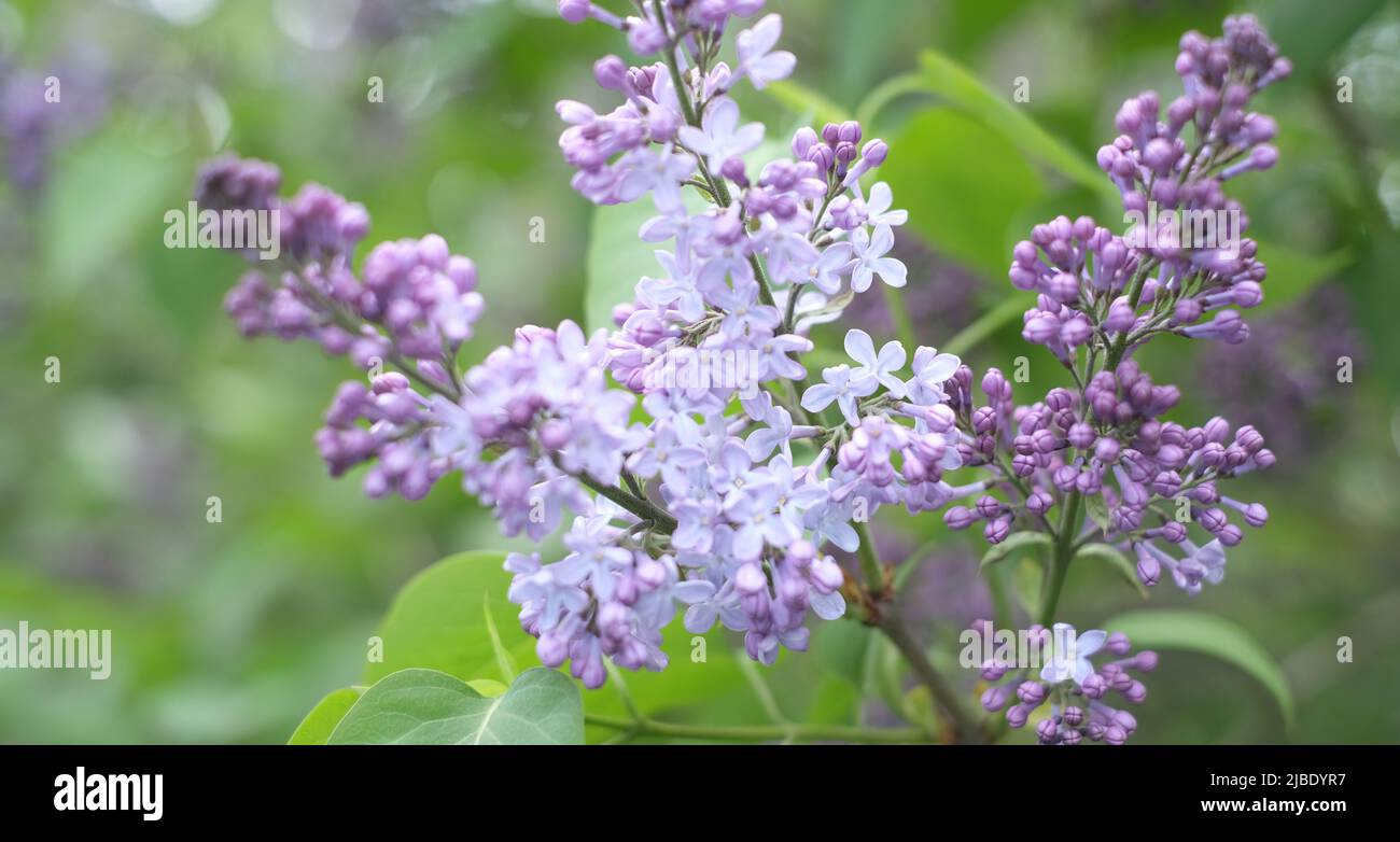 Heller natürlicher Hintergrund für Ihre Projekte aus violetten Fliederblüten vor dem Hintergrund grüner Bäume Stockfoto