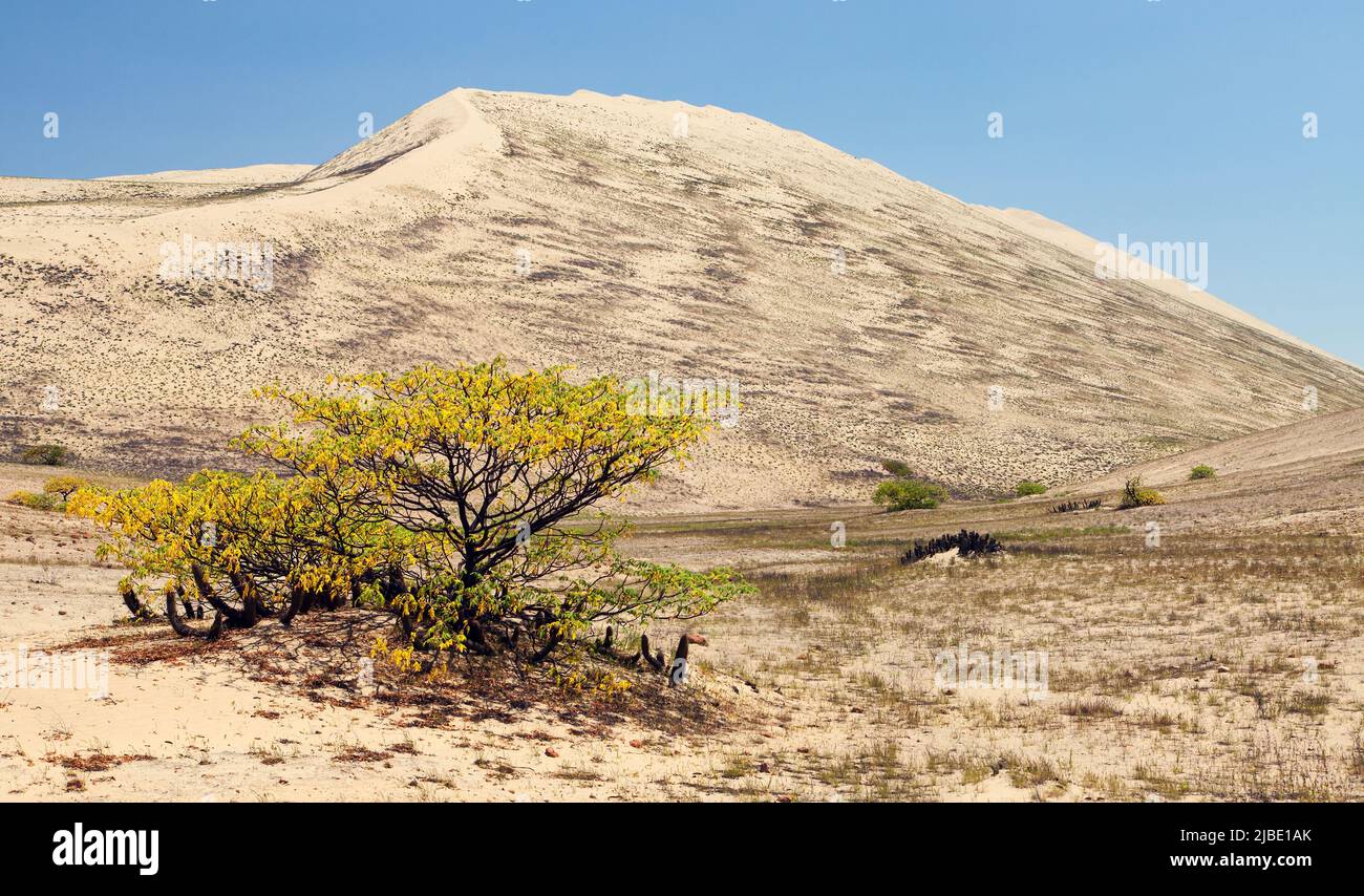 Cerro Blanco Sanddüne mit Baum, eine der höchsten Dünen der Welt, in der Nähe von Nasca oder Nazca Stadt in Peru Stockfoto