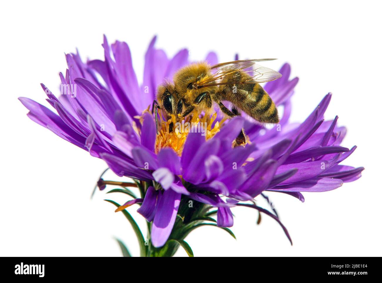biene-oder-honigbiene-in-latein-apis-mellifera-europ-ische-oder