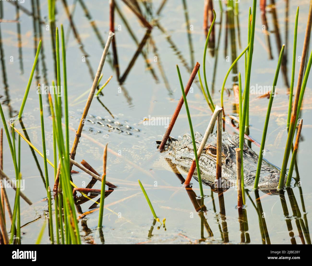 Alligator, der tief im Feuchtgebiet liegt Stockfoto