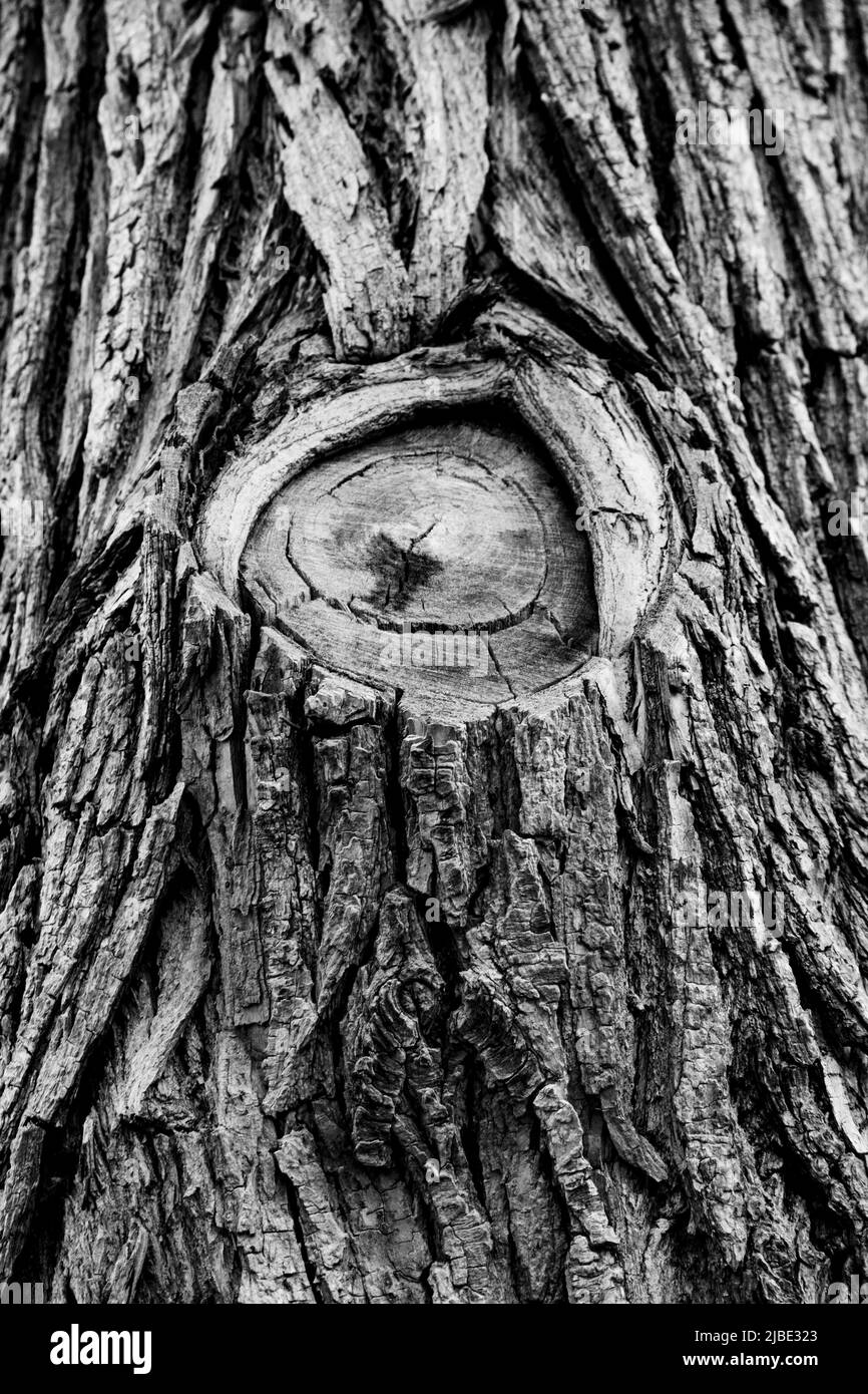 Eine schwarz-weiße Nahaufnahme eines amputierten Baumstamms. Es kann als Hintergrund, Tapete, Textur, Muster oder abstrakte - Stock-Photograp verwendet werden Stockfoto