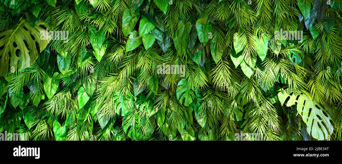 Landschaftsbau Wand Textur Hintergrund, vertikalen Garten mit grünen Pflanzen im Büro oder zu Hause. Panorama üppiges Laub Muster innen, Blätter Dekor in m Stockfoto