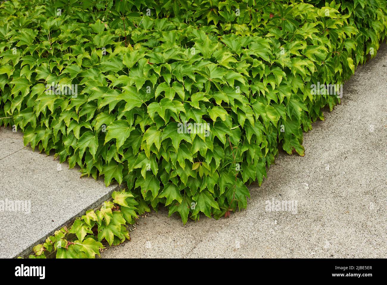 Unkraut wie efeu -Fotos und -Bildmaterial in hoher Auflsung  Alamy
