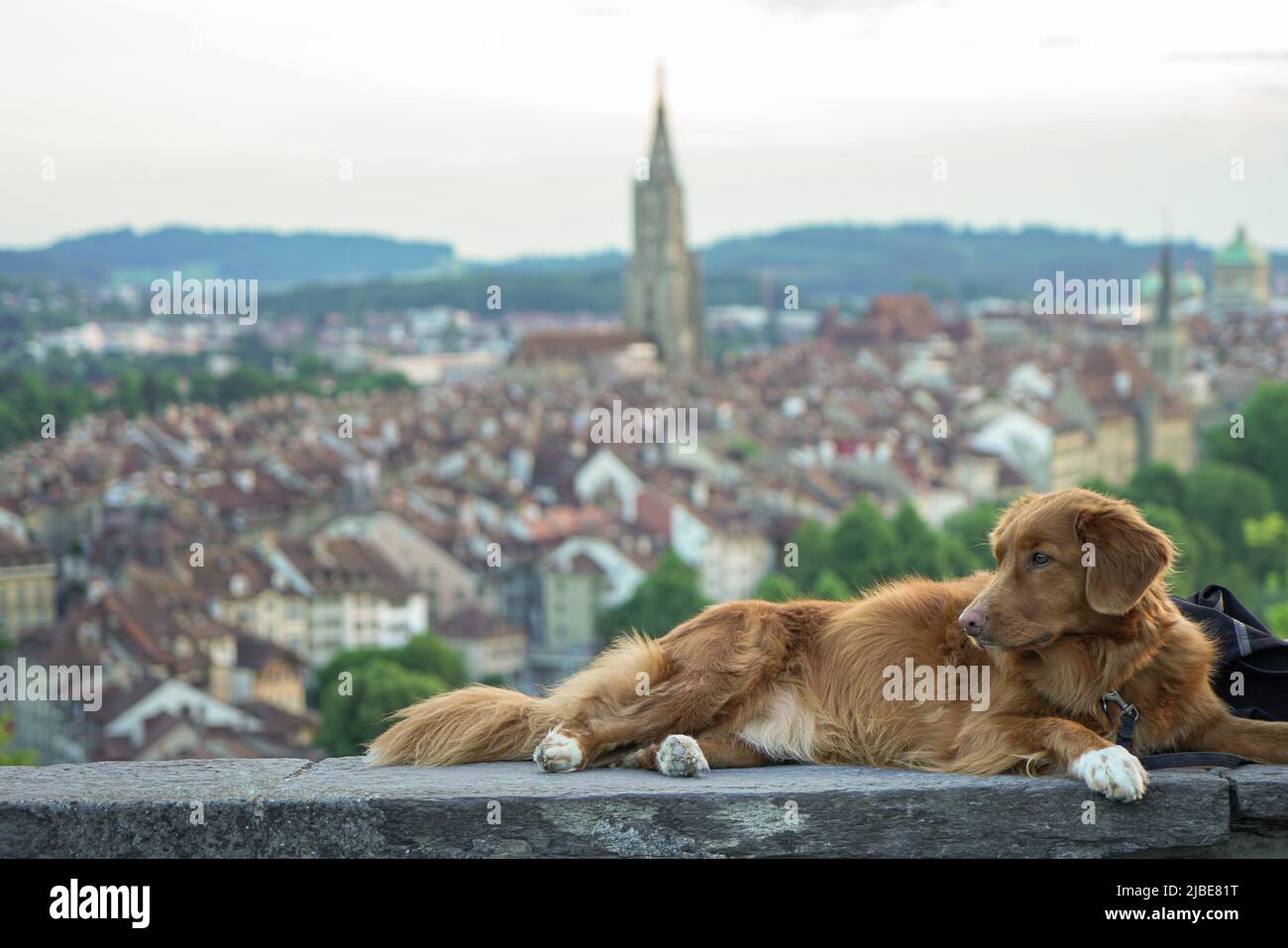Brauner Hund genießen Panoramablick. Hund in der Stadt Bern. Reisen Sie mit Hund. Stockfoto