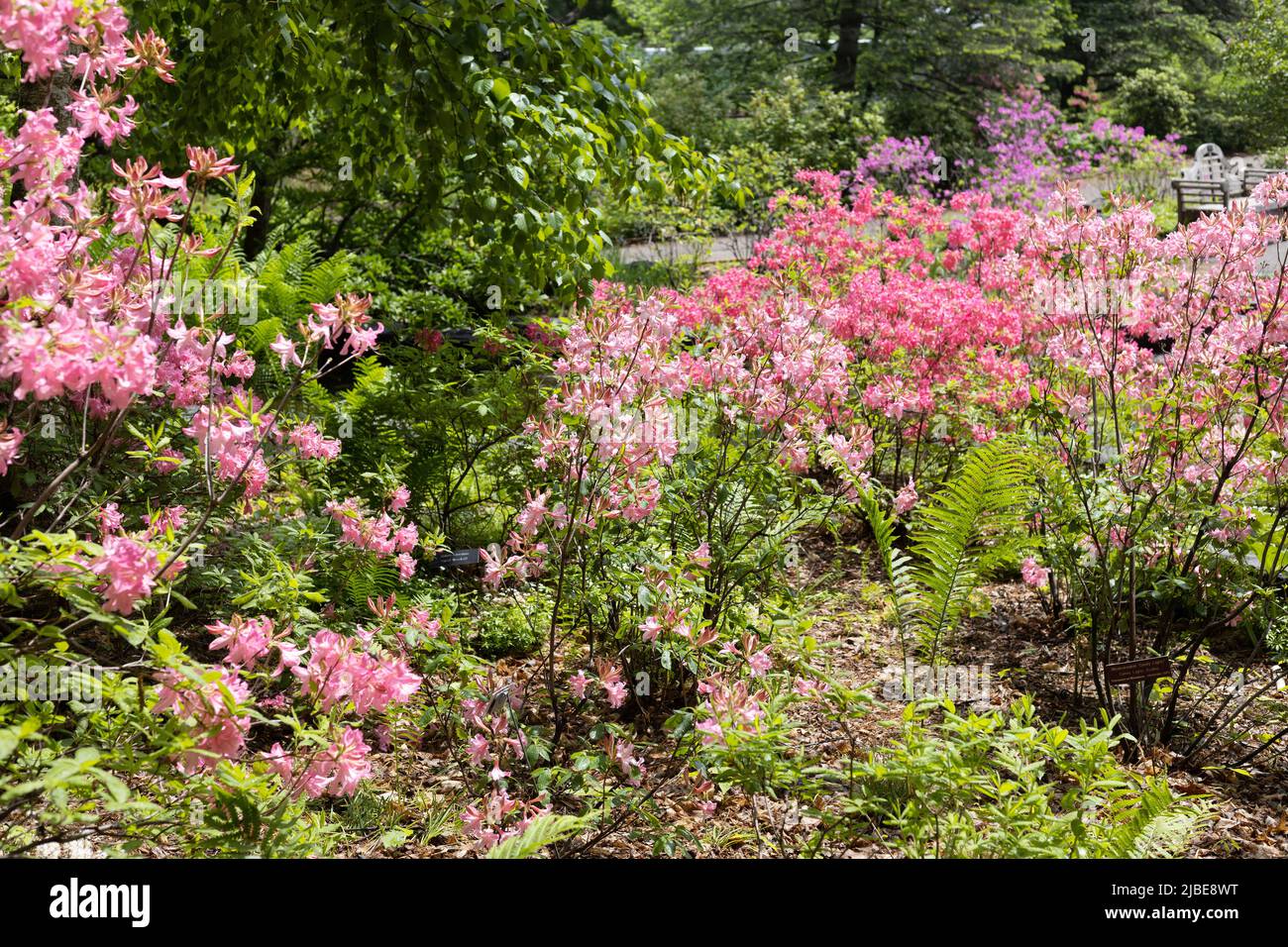 Azaleen in einem Garten. Stockfoto