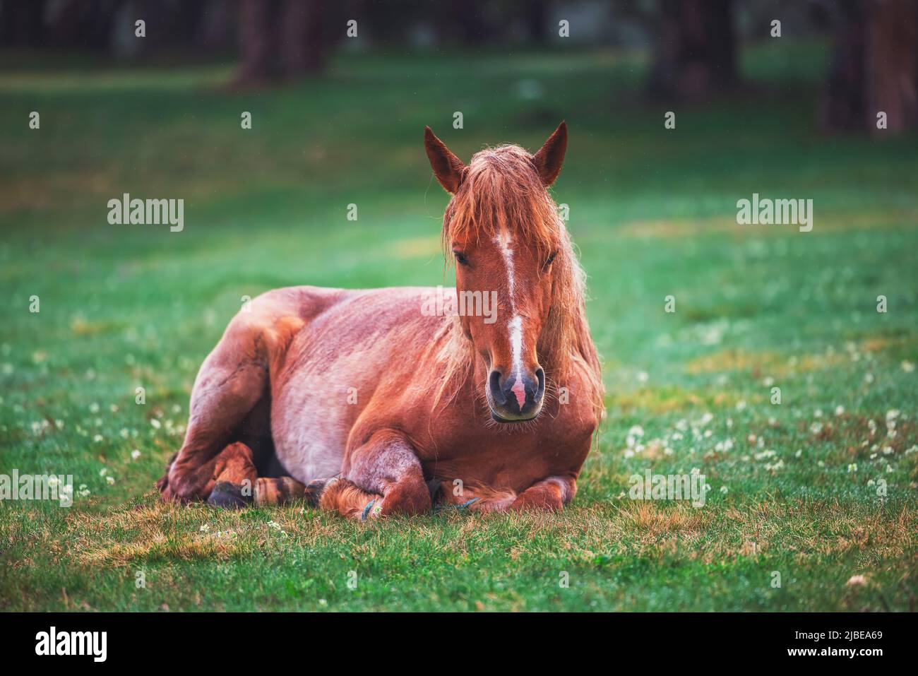Pferd auf einer Weide mit grünem Gras Stockfoto
