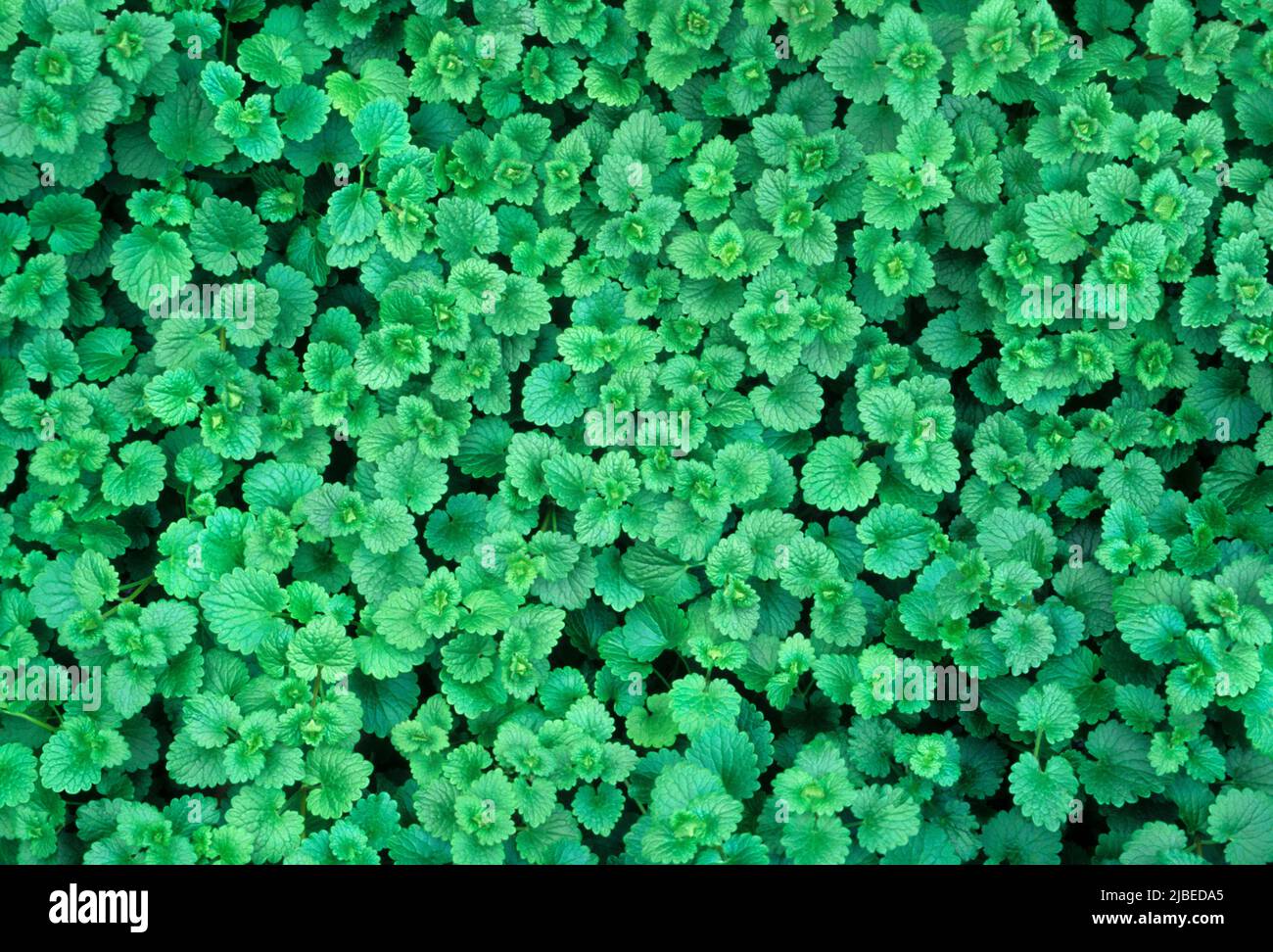 Invasives rasenunkraut -Fotos und -Bildmaterial in hoher Auflsung  Alamy
