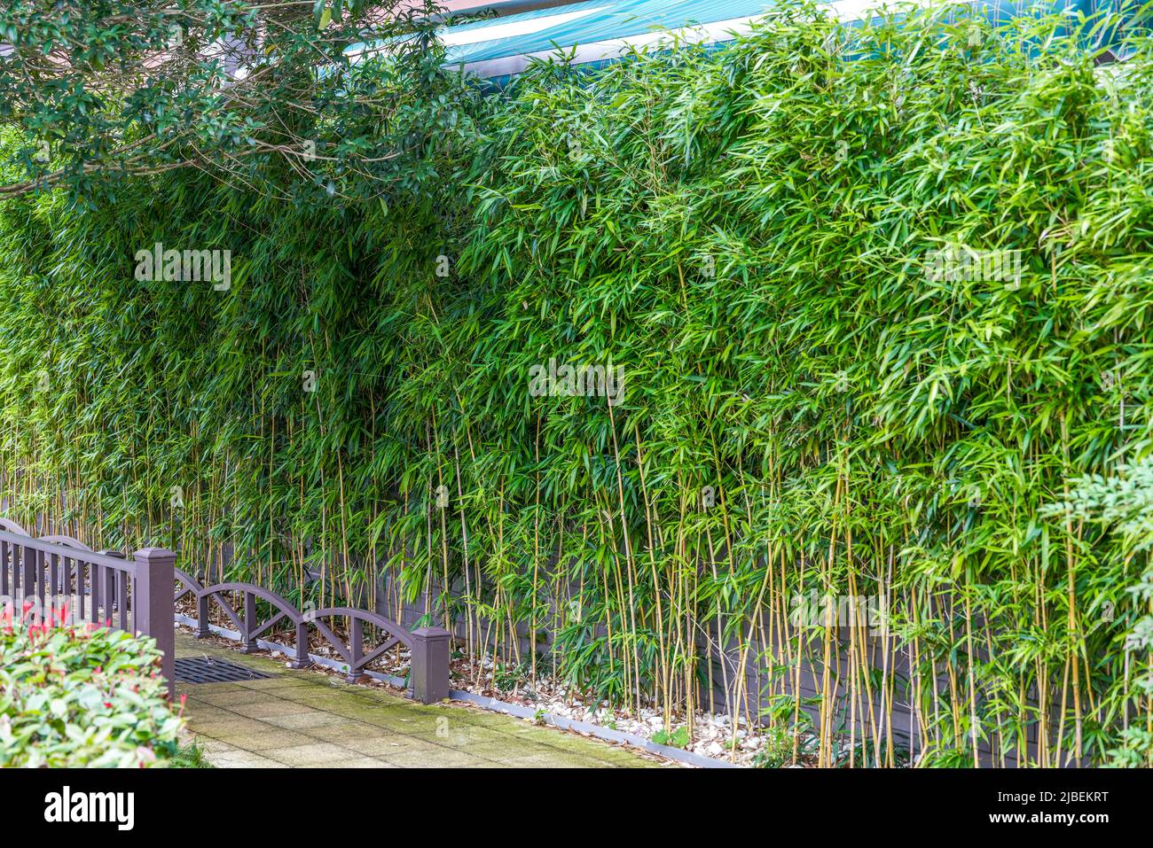 Bambuslandschaft und Bambuszaun im chinesischen Garten Stockfoto