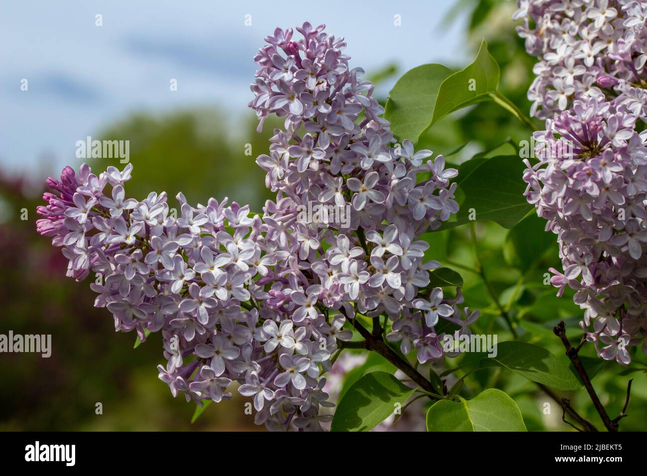 Vollformat abstrakte Textur Hintergrund der schönen weißen und rosa Flieder Blumen in voller Blüte Stockfoto