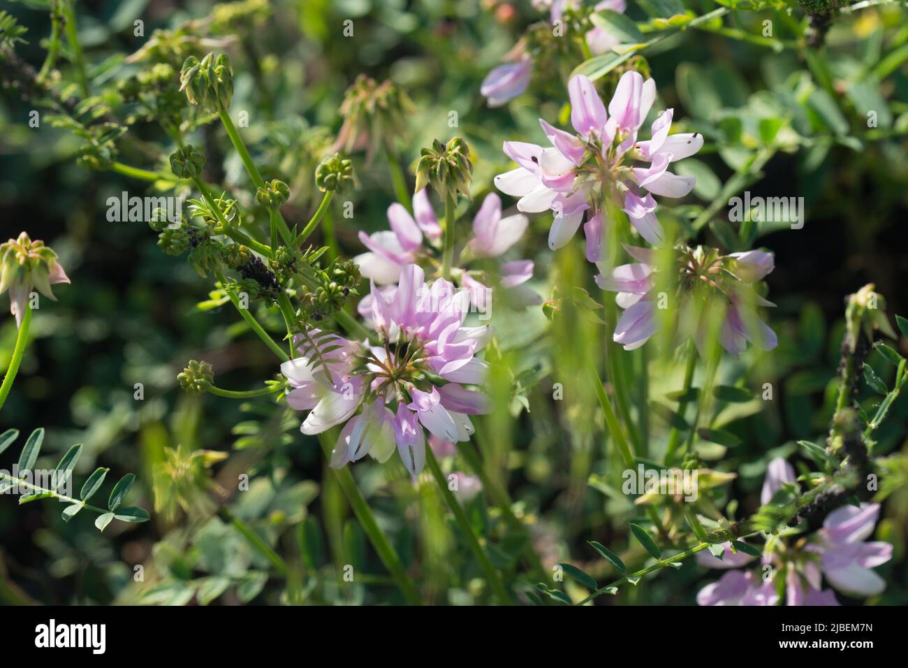Securigera varia, violette Krone vetch rosa Blüten in Wiese Nahaufnahme selektiven Fokus Stockfoto