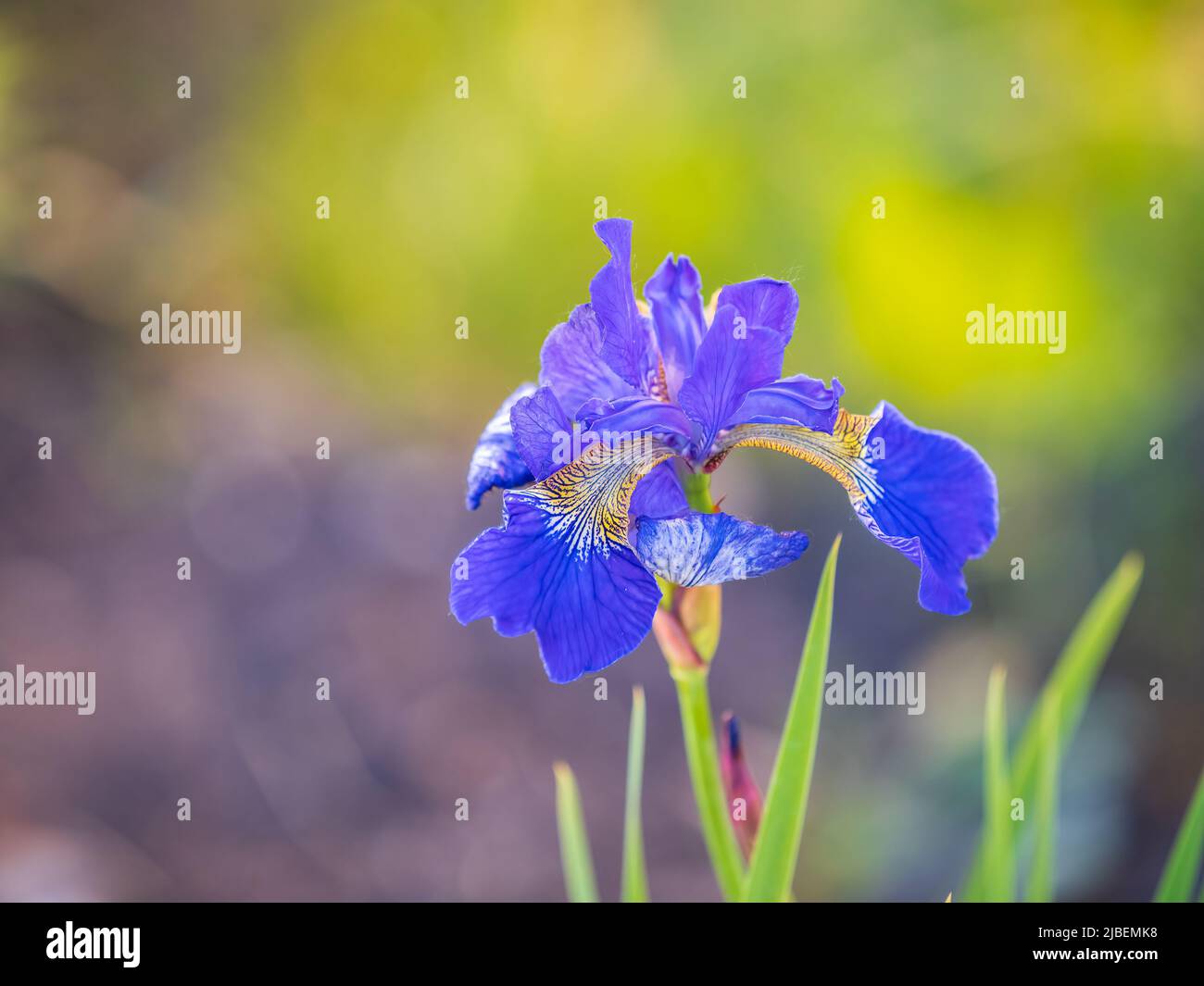 Schöne blaue Blüten der sibirischen Iris im Frühlingsgarten. Iris sibirica blüht auf der Wiese. Die Koloful Sibirische Iris eine mehrjährige Pflanze mit purpl Stockfoto