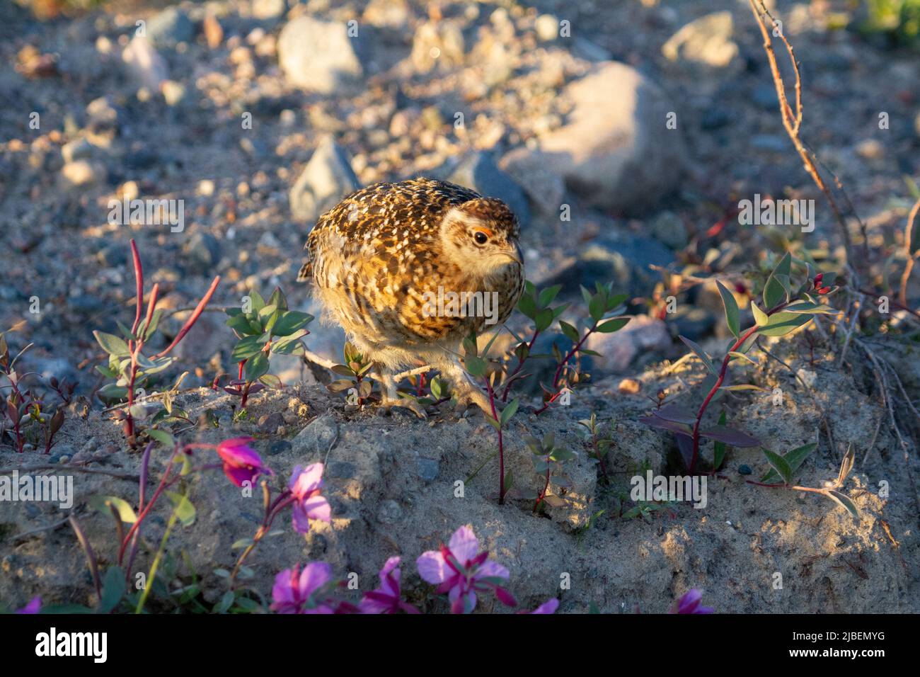 Ein junger Weidenschneehuhn oder ein Birkhuhn, der zwischen Felsen in Kanadas arktischer Tundra steht. In Der Nähe Von Arviat, Nunavut Stockfoto