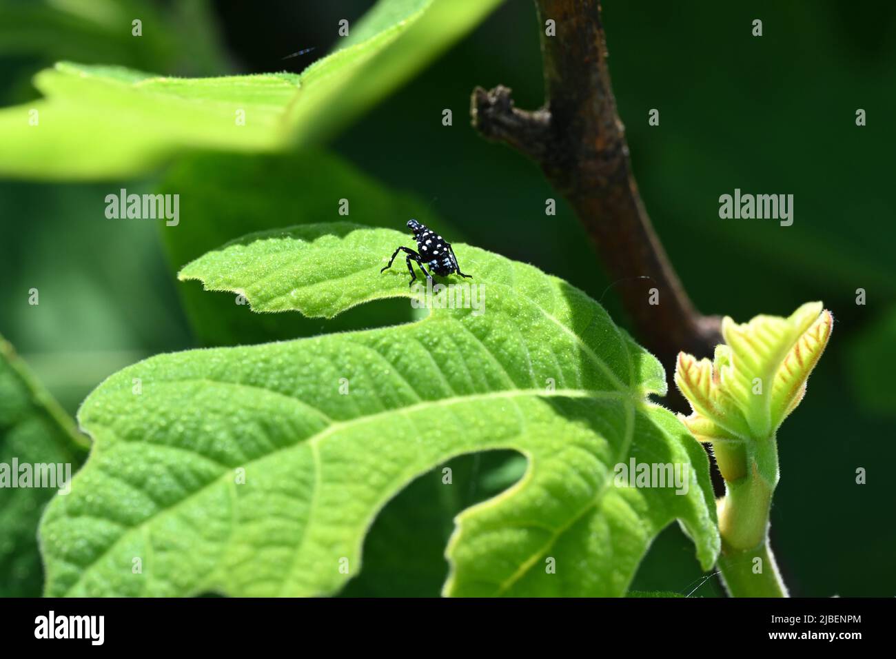 Gepunktete Laterne aus nächster Nähe und mit tollen Details. Stockfoto