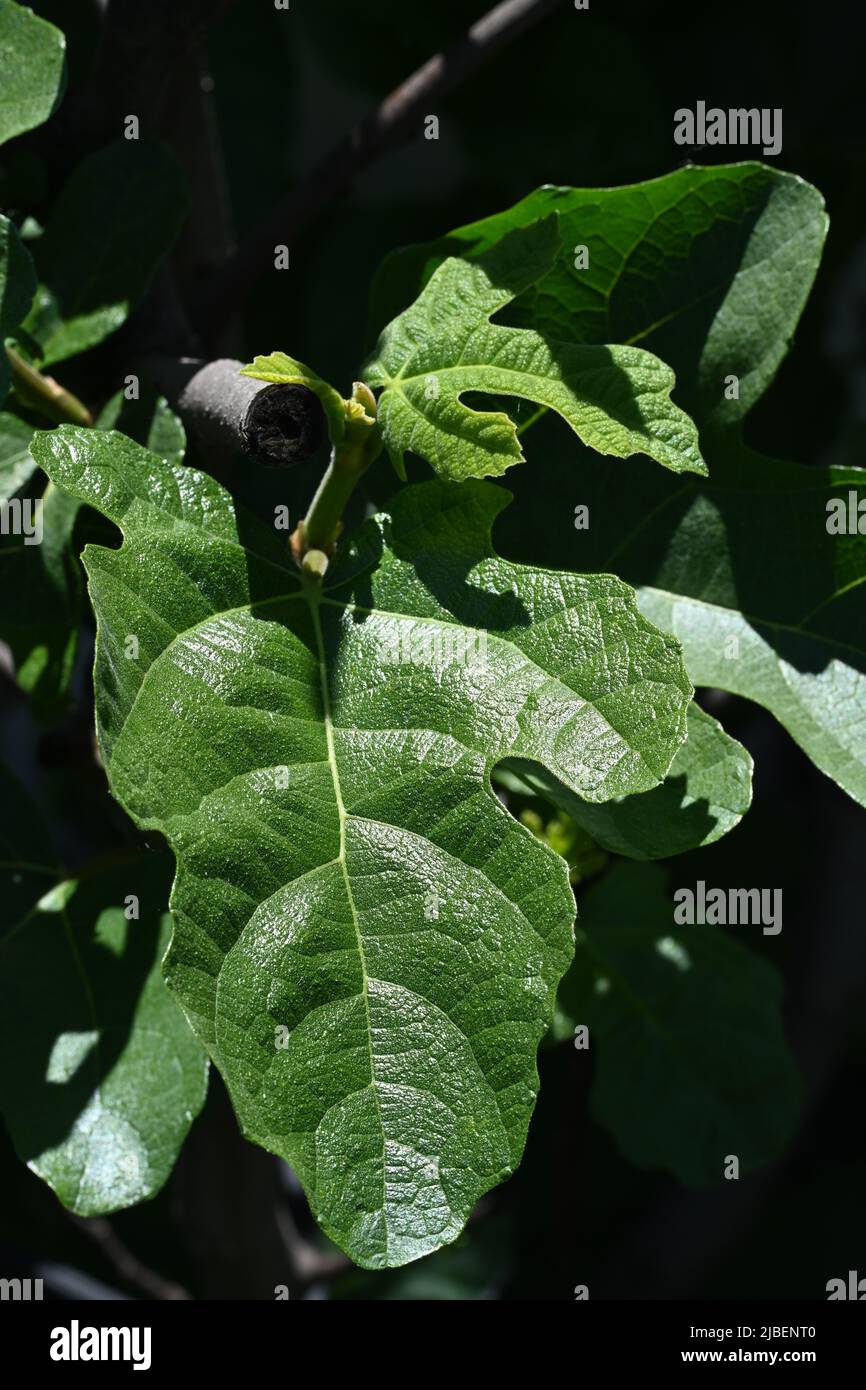 Feigenbaum Blätter Stockfoto