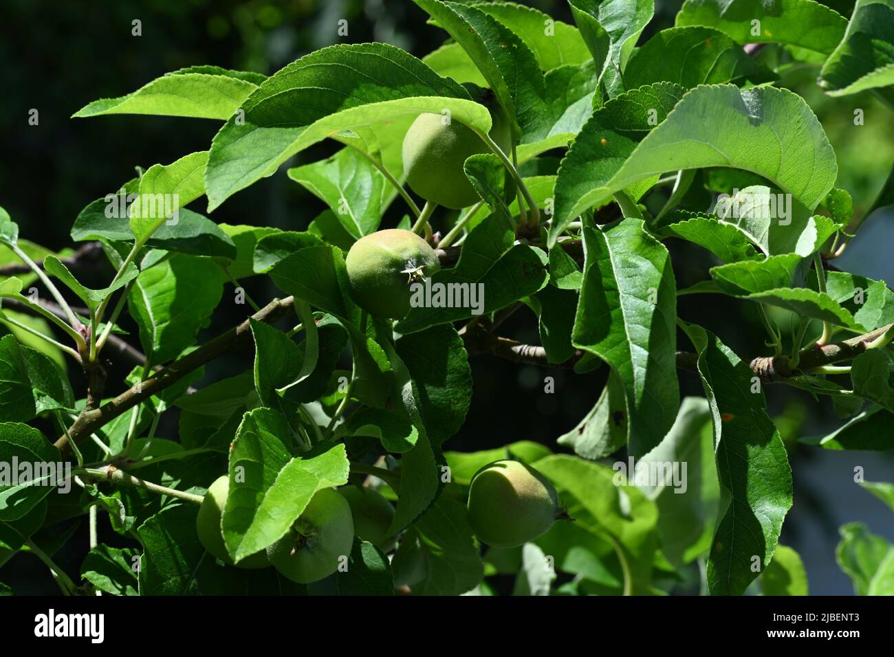 Neue Äpfel bilden sich im Frühjahr auf einem Golden Delicious Apfelbaum. Stockfoto