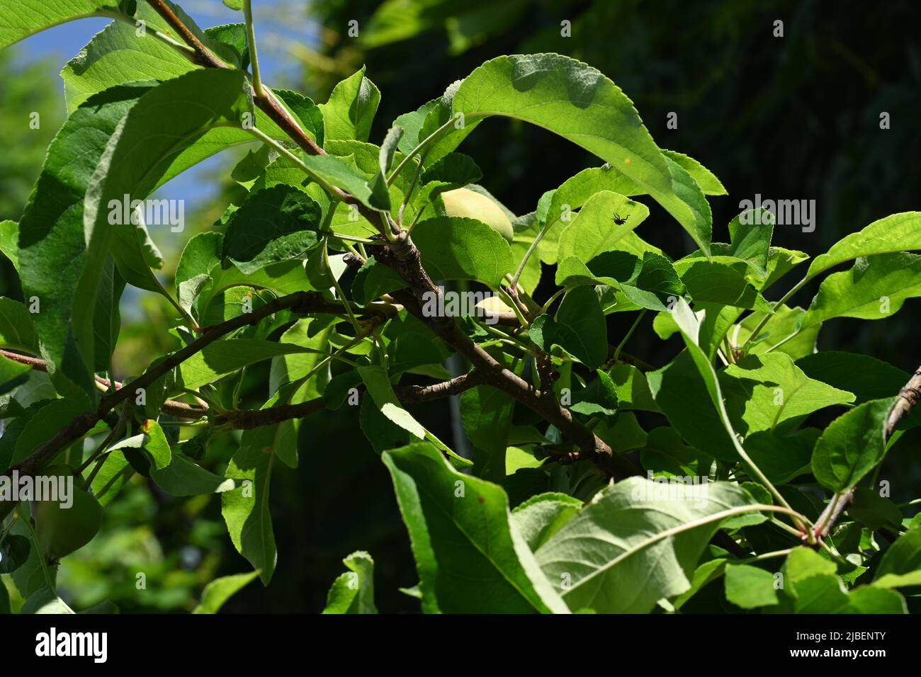 Blätter von einem Golden Delicious Apfelbaum. Stockfoto