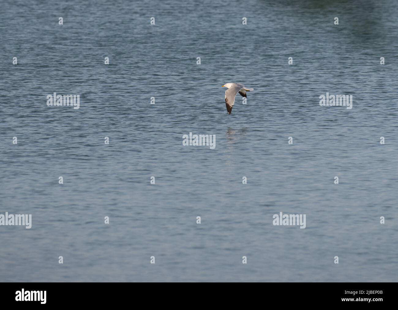 Ein isolierter Möwenwasservögel oder Wasservögel im Vollflug mit Flügeln, die über dem Wasser des Lake Ontario in Kanada verteilt sind, horizontaler Format Raum für Typ Stockfoto