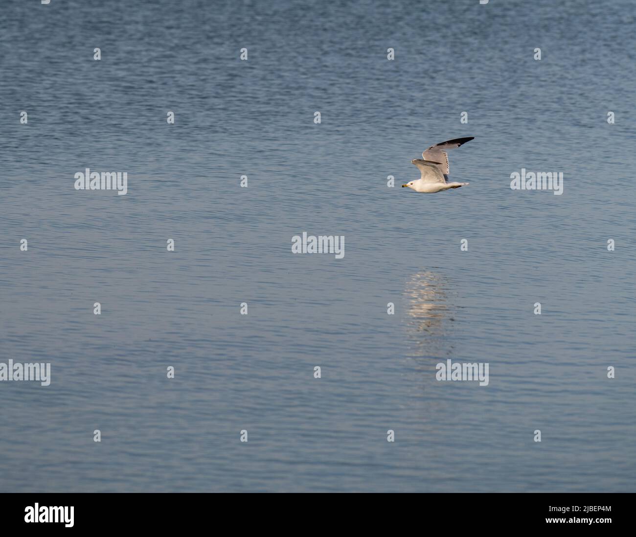 Ein isolierter Möwenwasservögel oder Wasservögel im Vollflug mit Flügeln, die über dem Wasser des Lake Ontario in Kanada verteilt sind, horizontaler Format Raum für Typ Stockfoto