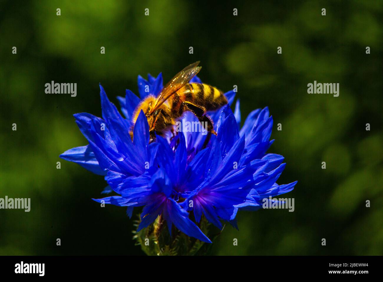 Kornblumen mit Biene. Blaue Wildblumen im Sommer, bienenfreundliche Blume Stockfoto