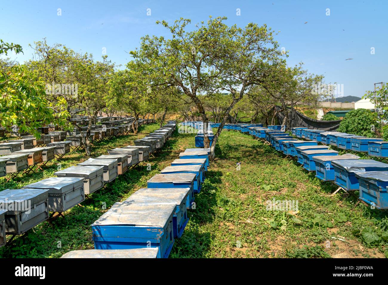 Mai Chau Bezirk, Hoa Binh Provinz - 5. Mai 2022: Bauern halten Bienen in Holzkisten unter blühenden Pflaumenbäumen. Honig gesunde Lebensmittel. Stockfoto