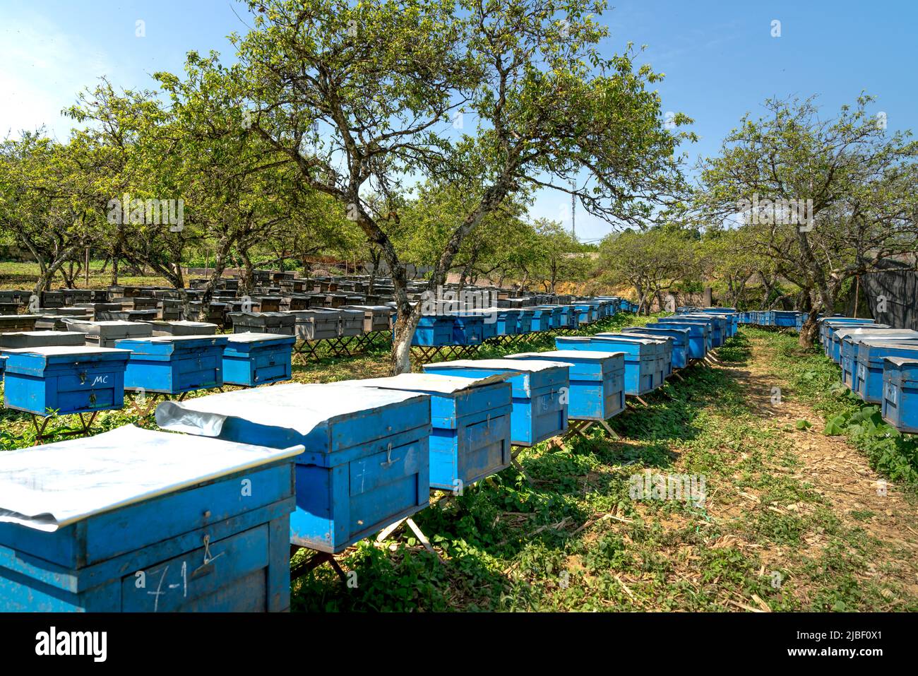 Mai Chau Bezirk, Hoa Binh Provinz - 5. Mai 2022: Bauern halten Bienen in Holzkisten unter blühenden Pflaumenbäumen. Honig gesunde Lebensmittel. Stockfoto