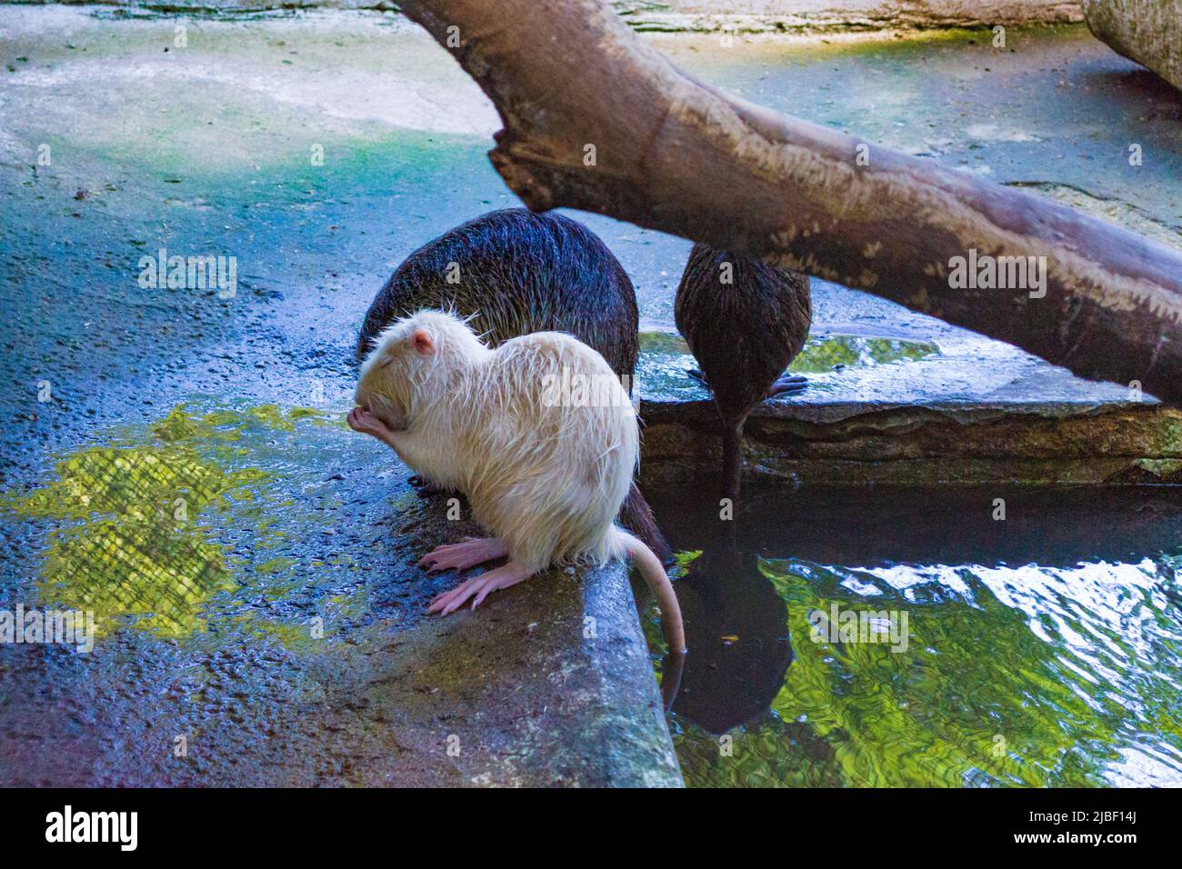 Biber in Varna City Zoo, Bulgarien. Der eurasische Biber (Castor fiber) oder europäische Biber ist eine Biberart, die einst in Eurasien verbreitet war. Stockfoto