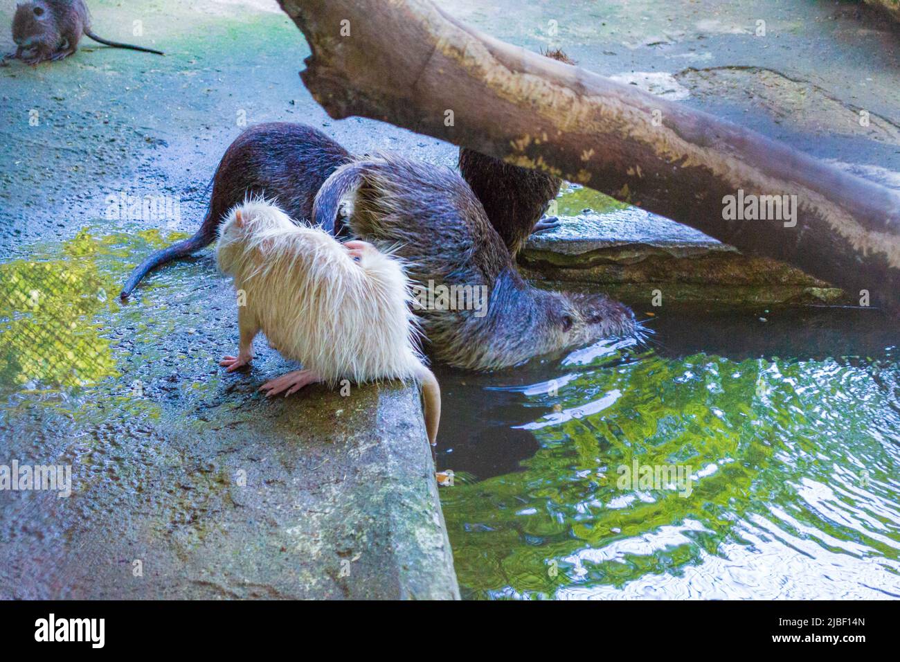 Biber in Varna City Zoo, Bulgarien. Der eurasische Biber (Castor fiber) oder europäische Biber ist eine Biberart, die einst in Eurasien verbreitet war. Stockfoto