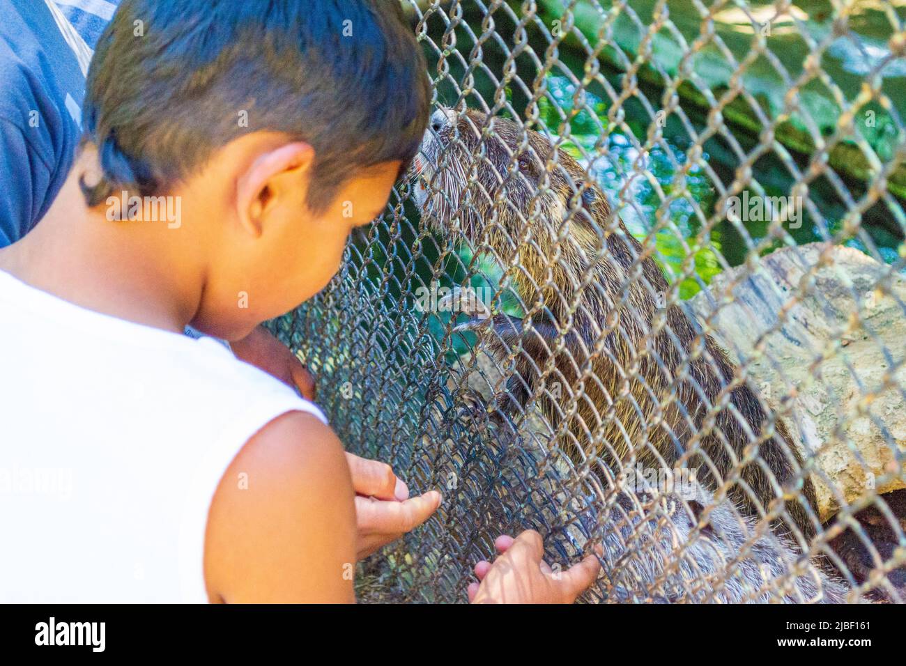 Jungs, die mit den Bibern spielen im Varna City Zoo, Bulgarien. Stockfoto