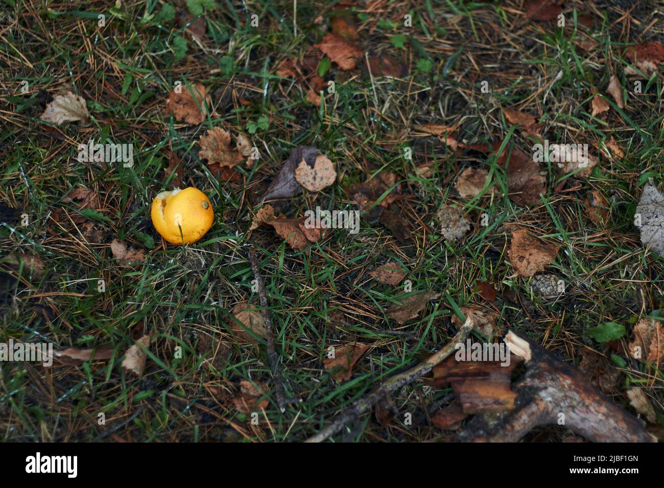 Gelbe Zitrone liegt auf grünem Gras im Wald zwischen braunen Herbstblättern Stockfoto