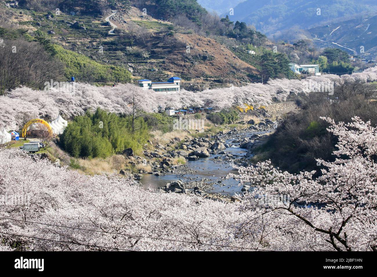 Weiße Kirschblüten am Seomjin River in Gurye. Stockfoto