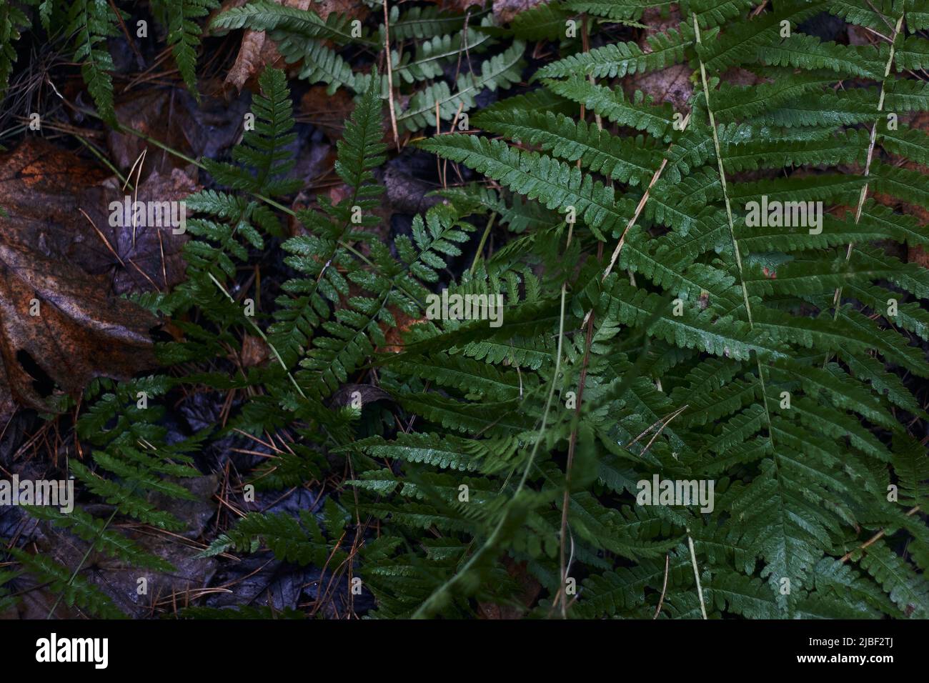 Eine Vielzahl von grünen botanischen Arten Farnklee runde Blätter im dunklen Herbstwald geschossen Stockfoto